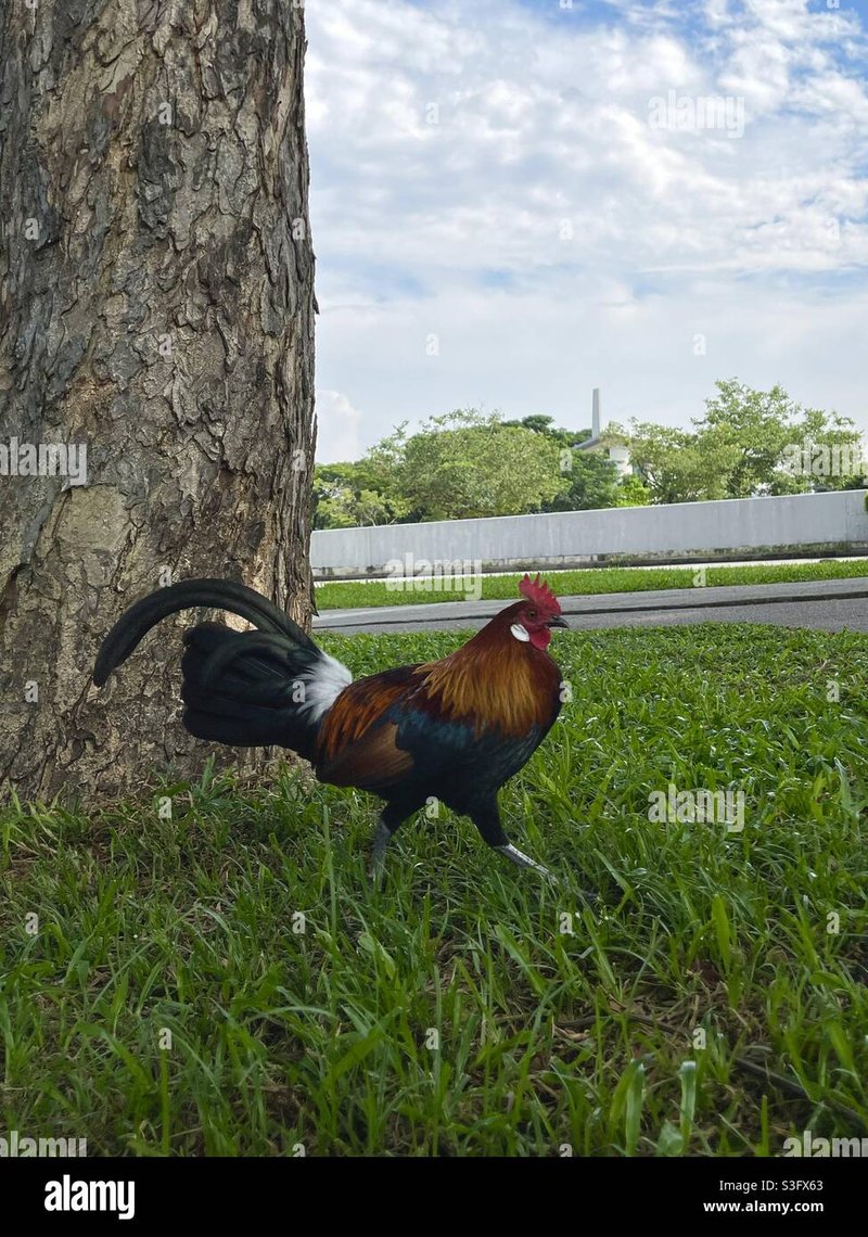 Chicken road game - El Juego de Azar de la Ruta del Pollo en España: Una Experiencia Diferente